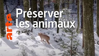 Documentaire La faune sauvage : dérangée, chassée, tuée