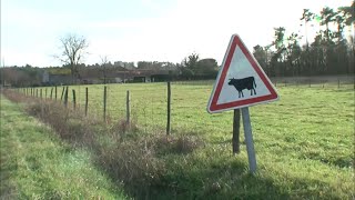 Le mystère des tueurs de vaches