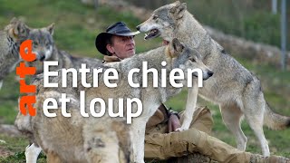 Les chiens-loups, des animaux de bonne compagnie ?