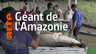 Documentaire Sauver le plus grand poisson d’Amazonie : l’arapaïma