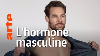 Testostérone : une hormone pas si "mâle"