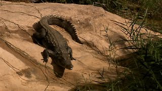 Un eden au Sahara