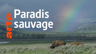 Yellowstone : Nature extrême (2/4)
