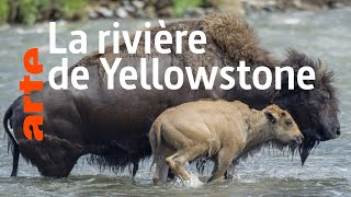 Yellowstone: Nature extrême | (4/4)