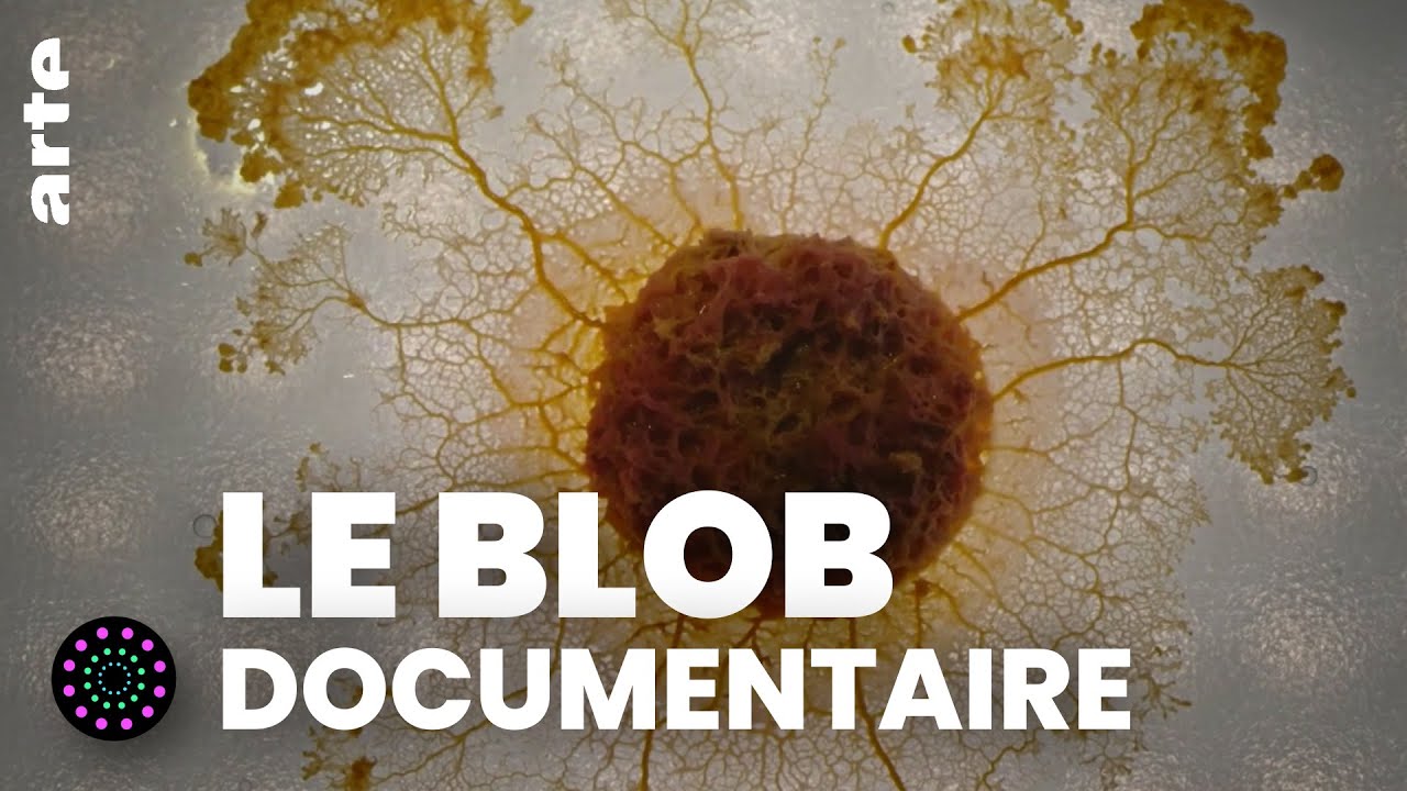Le blob, un génie sans cerveau