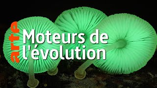 Au royaume des champignons