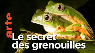 Documentaire Aventures en terre animale | La nuit des grenouilles