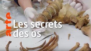 Documentaire Ce que les os disent de nous