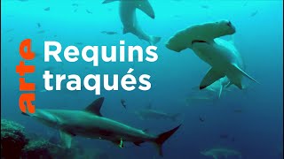 Cocos, l'île des requins