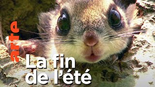 Corée du Sud, au coeur du Chungcheongbuk sauvage | Episode 2