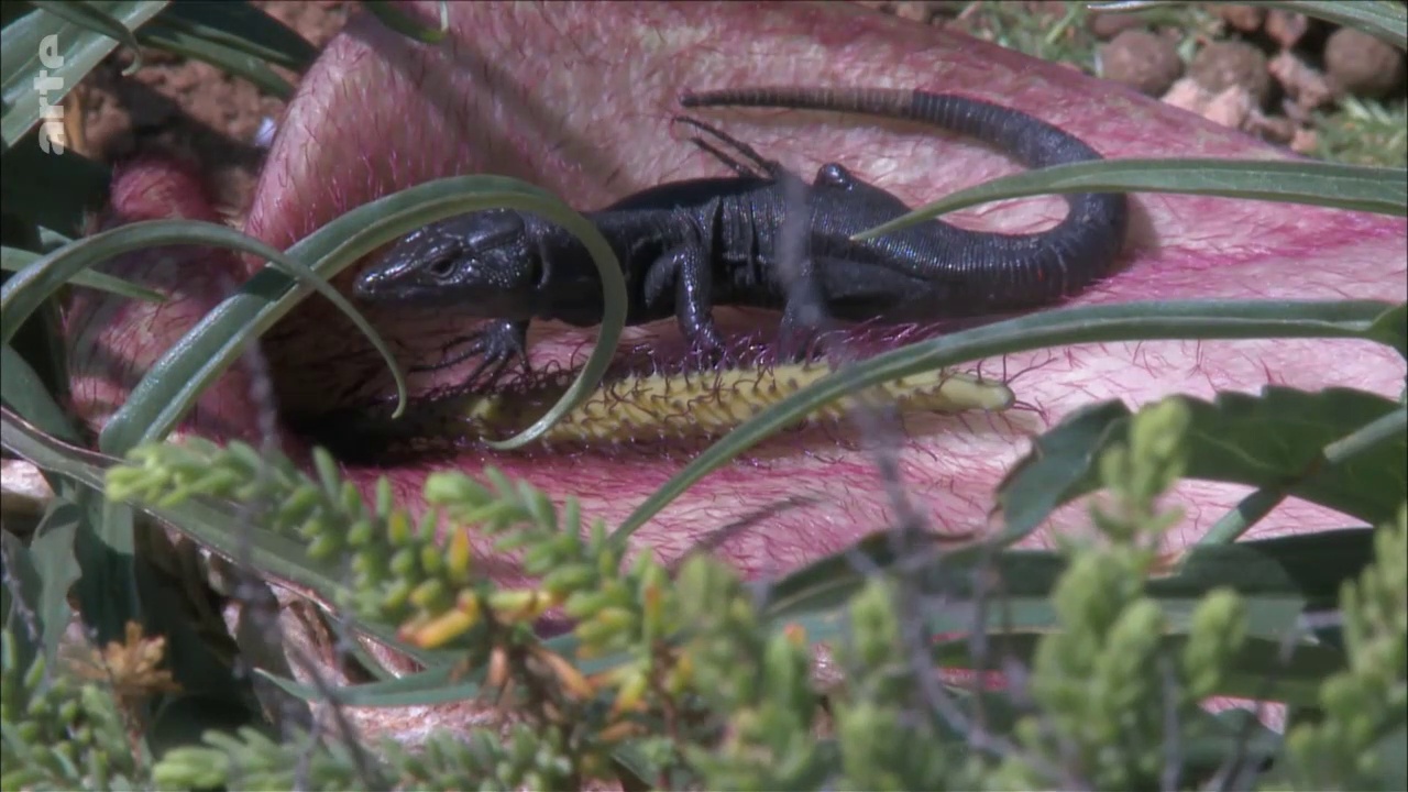 Documentaire Espèces isolées des Baléares