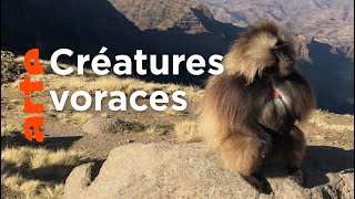 Documentaire Ethiopie : la guerre des singes