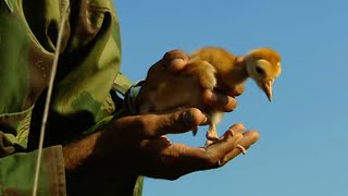 Documentaire Gardiens de la foret – l’oiseau « Fidel »