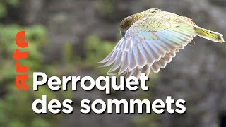 Le kéa de Nouvelle Zélande | Aventures en terre animale