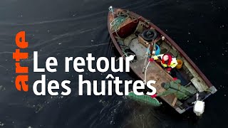 Documentaire Les huîtres de retour en mer du Nord