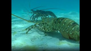Les langoustes porcelaines - Légendes vivantes d'outre mer