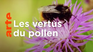 Les pollens : sur les traces de la palynologie