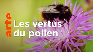 Documentaire Les pollens : sur les traces de la palynologie