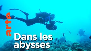 Documentaire Mammifères marins | Les maîtres des abysses