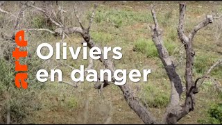 Menaces sur l'huile d'olive