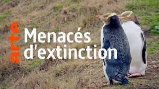 Documentaire Nouvelle-Zélande, les animaux du bout du monde