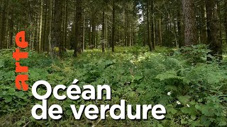 Paysages d'ici et d'ailleurs | Forêt Noire