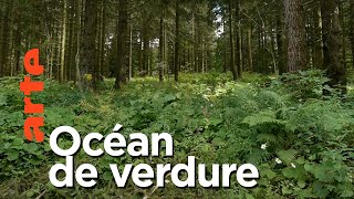 Documentaire Paysages d’ici et d’ailleurs | Forêt Noire