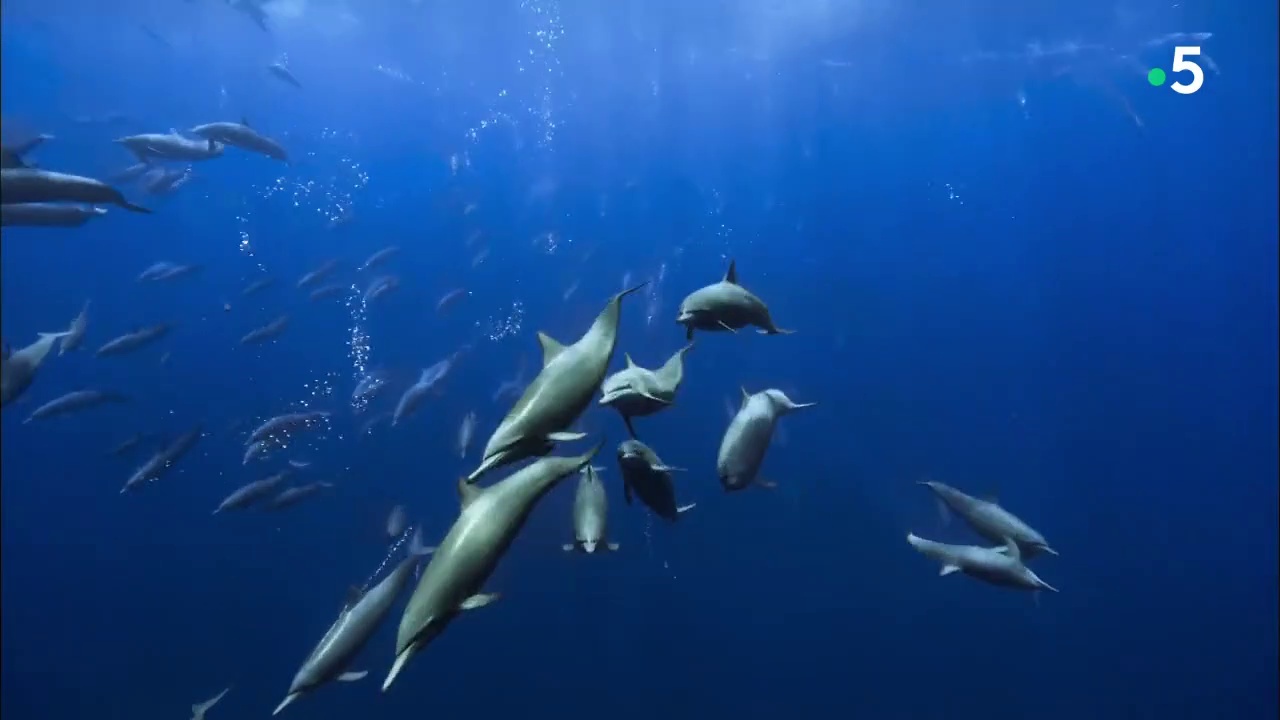 Documentaire Planète Bleue : les aventuriers du Grand Bleu