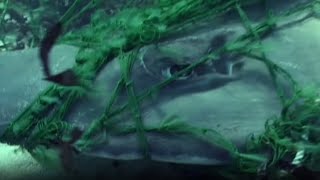 Documentaire Légendes marines – Les ailes de la mer