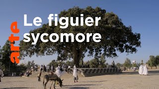 Histoires d'arbres | Les Sacrés