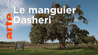Histoires d'arbres | Les nourriciers