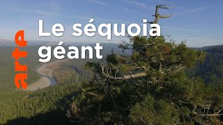 Documentaire Histoires d’arbres | Les survivants