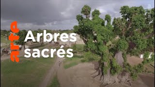 Histoires d'arbres | Les vénérables