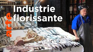 Le saumon : juteux business qui pèse sur l'environnement