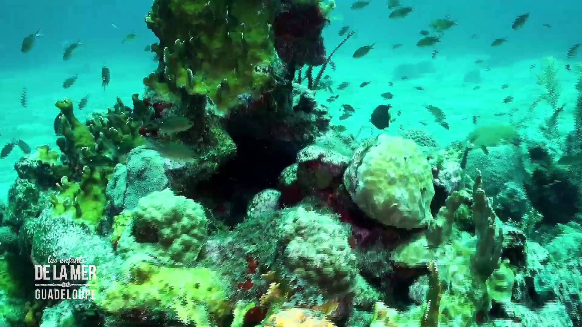 Documentaire Les enfants de la mer – Guadeloupe