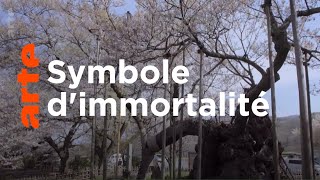 Les Immortels | Histoires d’arbres