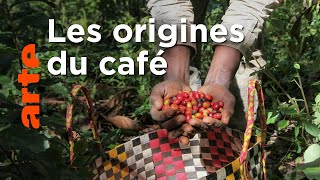Éthiopie, le berceau du café