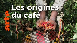 Documentaire Éthiopie, le berceau du café