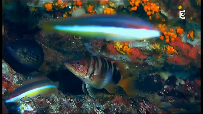 Algérie - la mer retrouvée