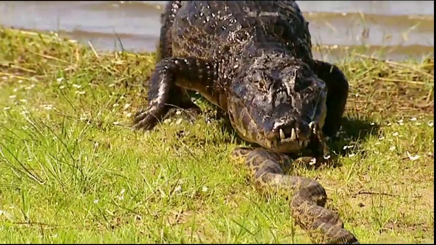 Anacondas et caïmans : duel au coeur du marais