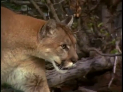 Le puma - Champions de la nature