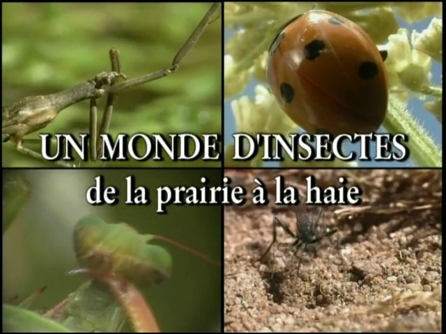 Les insectes – De la prairie à la haie