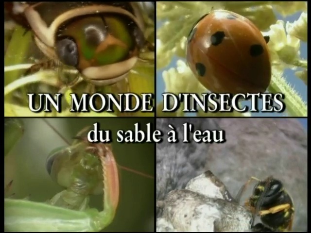 Les insectes – Du sable à l’eau
