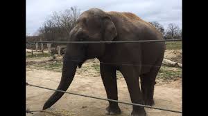 Sur les traces des éléphants
