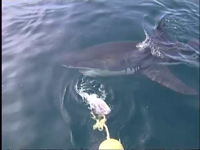 Documentaire Ushaka, territoire du Grand Requin Blanc