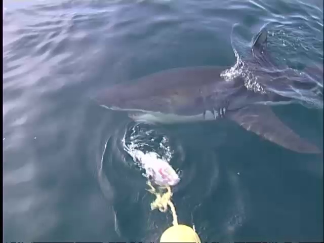 Ushaka, territoire du Grand Requin Blanc