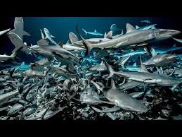 700 requins dans la nuit
