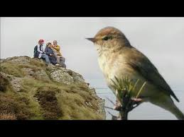 A la découverte des oiseaux migrateurs