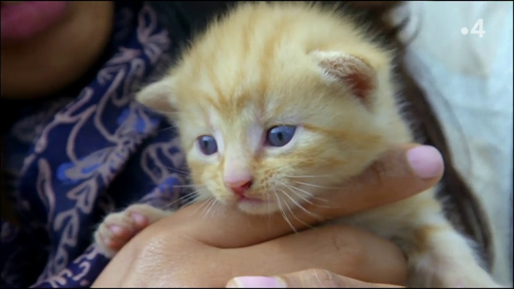 Chats des villes et chats des champs – Tous les sens en alerte