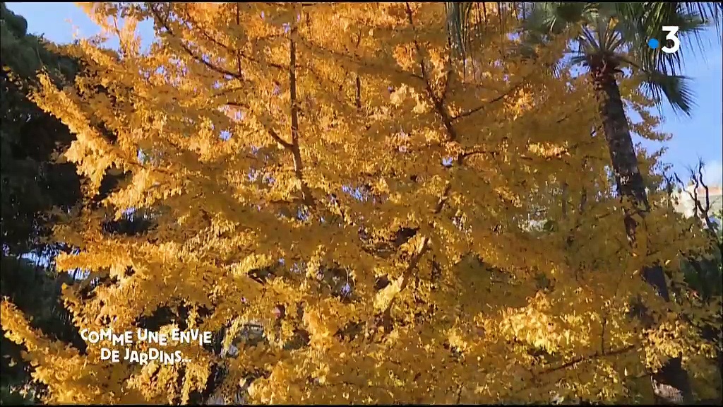 Comme une envie de jardins... - Les jardins de Monaco
